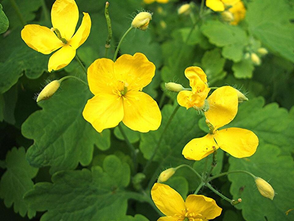 celandine fir d'Behandlung vu Prostatitis